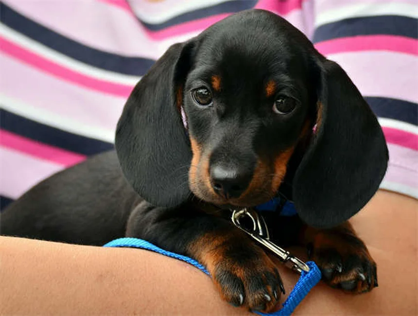 Senior Dog Care: 5 Essential Tips from a Veterinarian