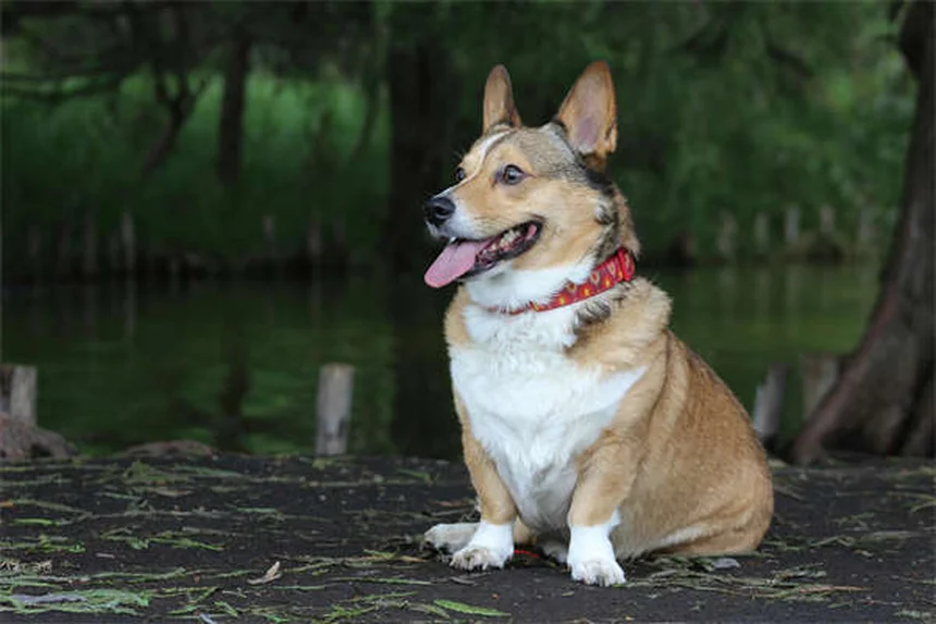 Senior Dog Care: 5 Essential Tips from a Veterinarian