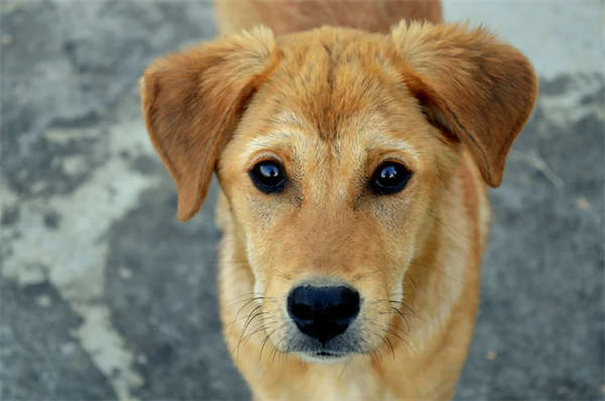 Dog Urine Crystals: What Every Pet Owner Needs to Know