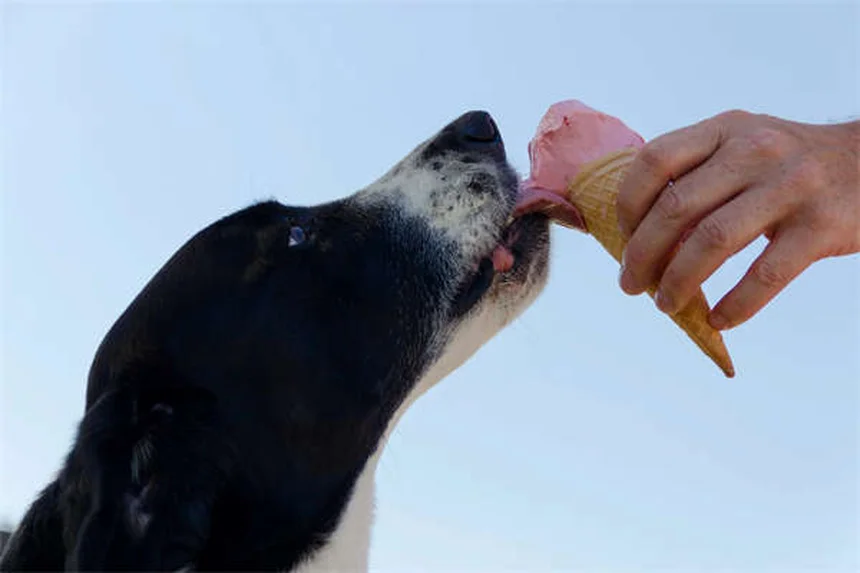 Dog Urine Crystals: What Every Pet Owner Needs to Know