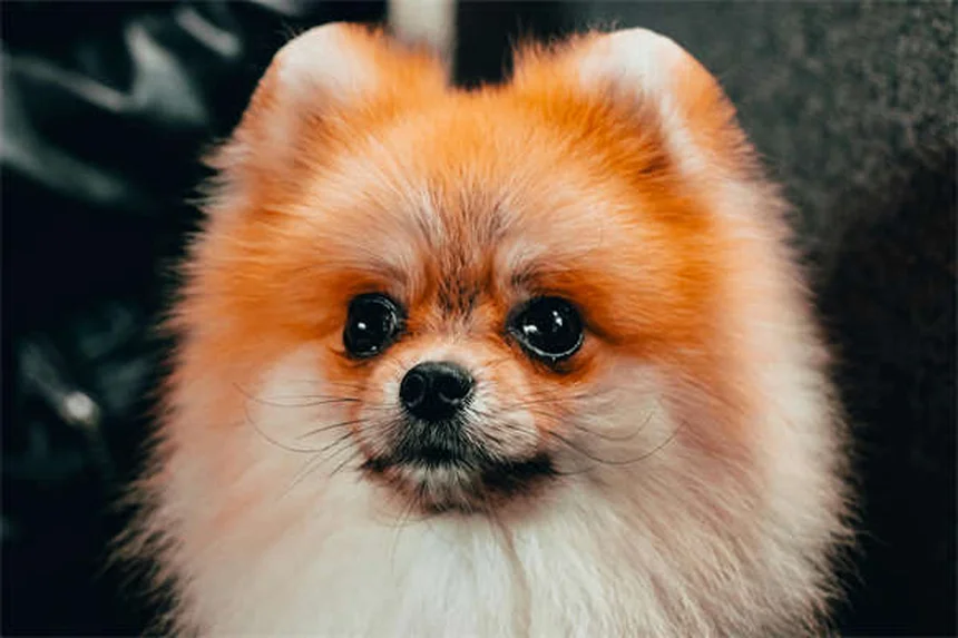 Dog Urine Crystals: What Every Pet Owner Needs to Know