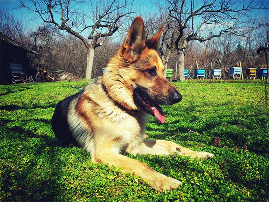 5 Safe Pain Relief Options for Dogs: Vet-Approved Solutions