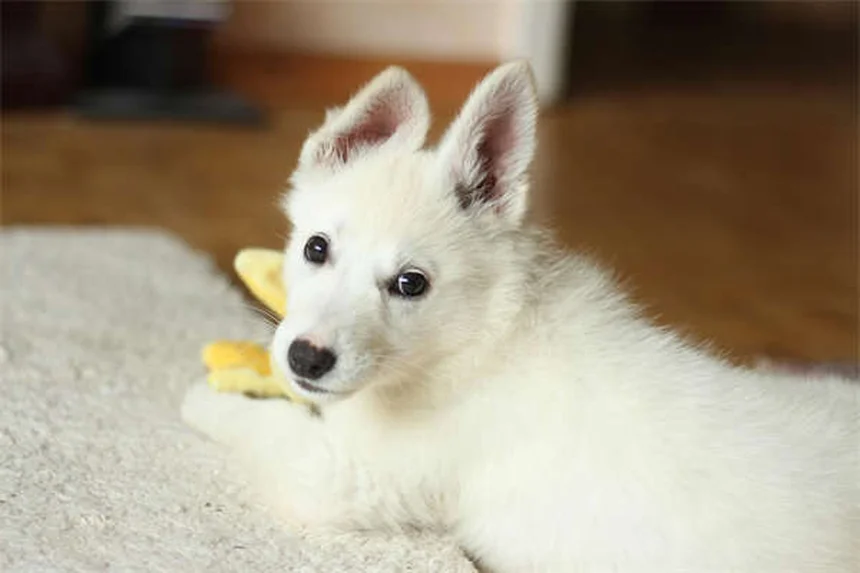 Heartworm Prevention for Dogs: 5 Must-Know Facts to Protect Your Pet