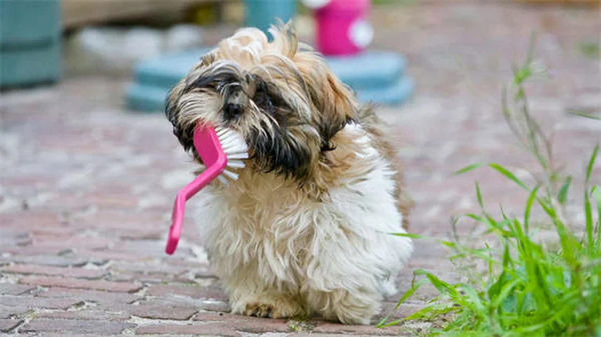 Heartworm Prevention for Dogs: 5 Must-Know Facts to Protect Your Pet