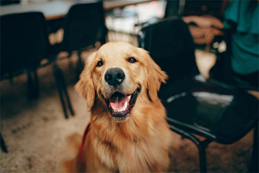 5 Essential Dog Beach Safety Tips Every Pet Owner Needs