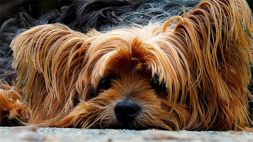 5 Essential Blood Tests Your Dog or Cat Needs for Optimal Health