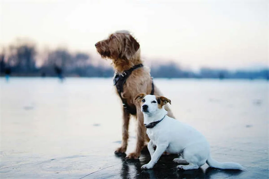 How to Stop Your Dog From Jumping on People: 7 Proven Training Tips