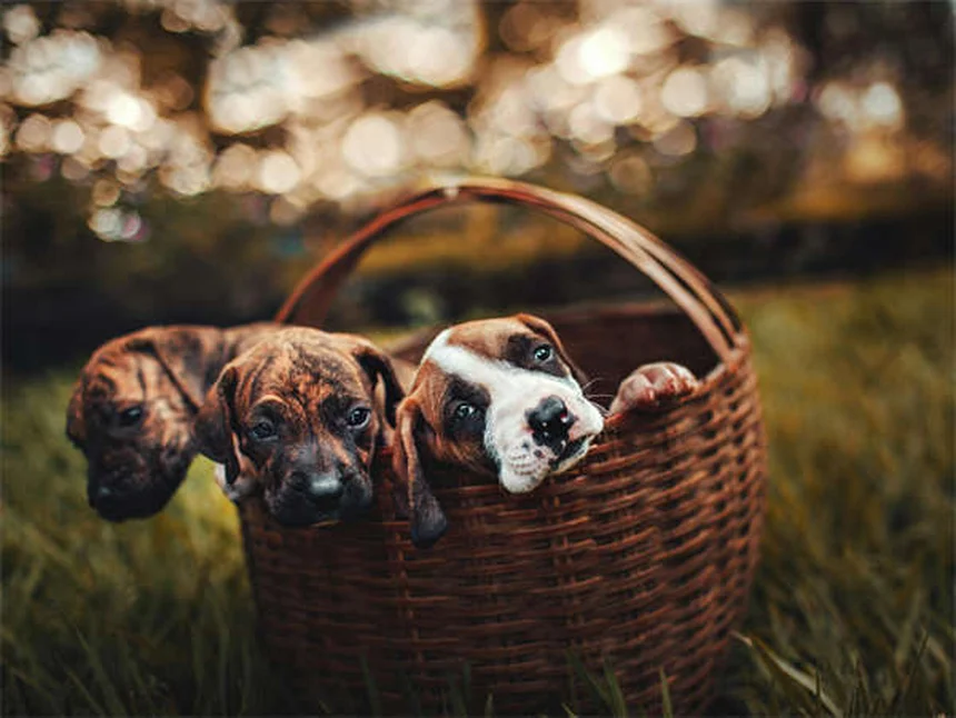 How to Stop Your Dog From Jumping on People: 7 Proven Training Tips