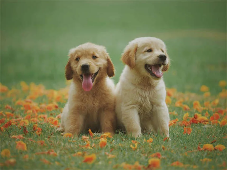 What Your Dog's Sleeping Position Reveals About Their Personality