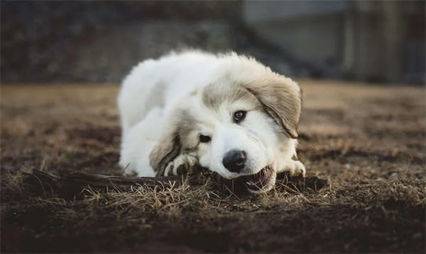 10 Cleanest Dog Breeds That Won't Leave Hair Everywhere