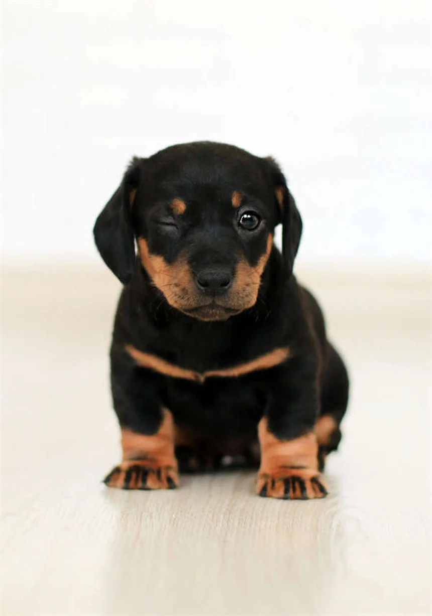 10 Cleanest Dog Breeds That Won't Leave Hair Everywhere