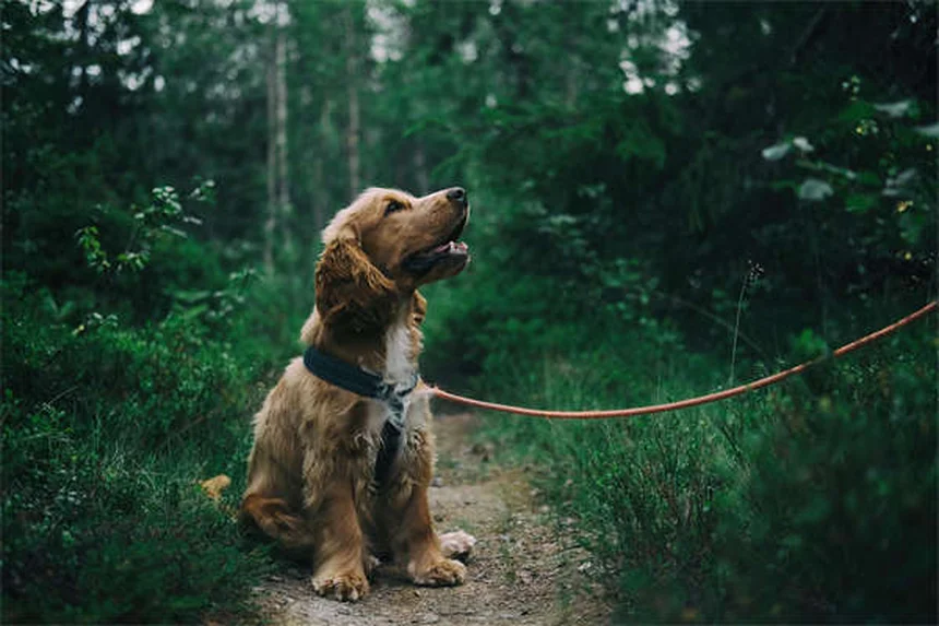 10 Cleanest Dog Breeds That Won't Leave Hair Everywhere