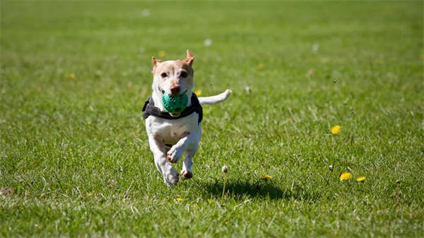 5 Amazing Benefits of Dog Massage You Need to Know