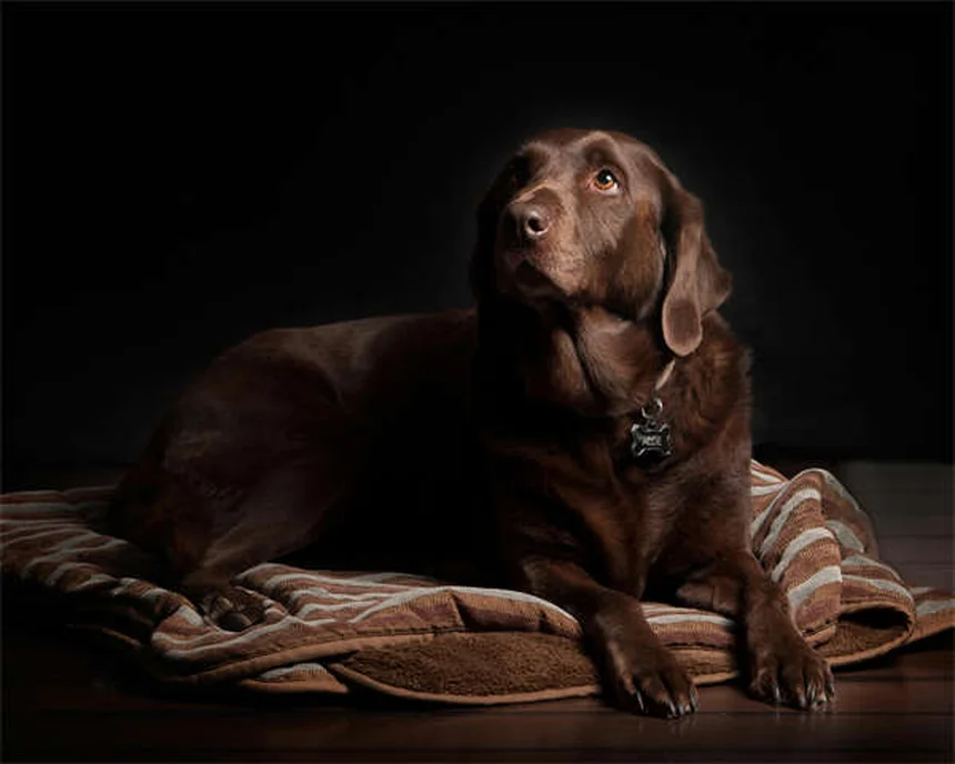 6 Most Common Mixed Breed Dog DNA Test Results (2024 Guide)