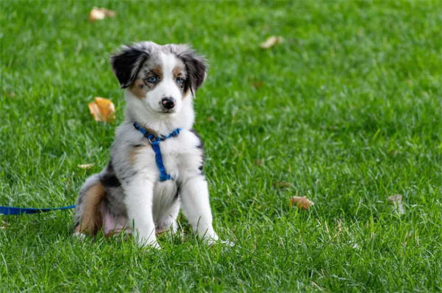 6 Most Common Mixed Breed Dog DNA Test Results (2024 Guide)