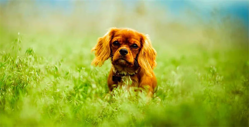 Dog Diarrhea: 5 Must-Know Facts Every Pet Owner Needs
