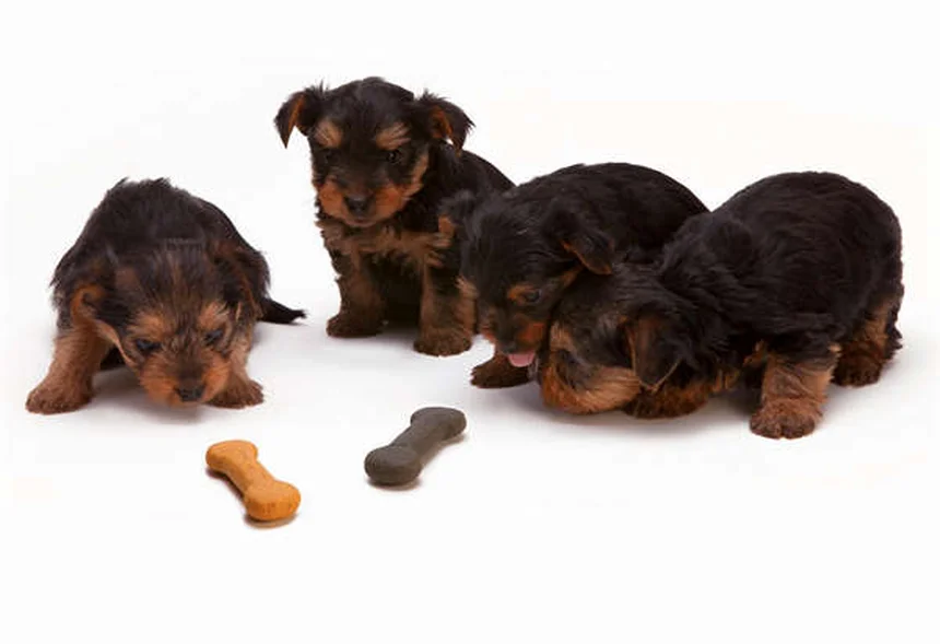 Dog Diarrhea: 5 Must-Know Facts Every Pet Owner Needs