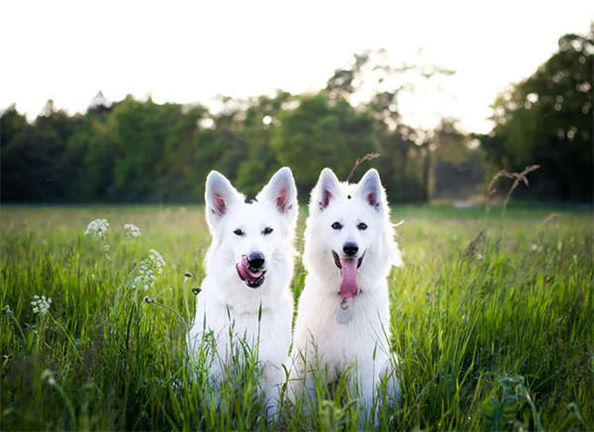 How to Stop Puppy Biting: 7 Proven Training Tips