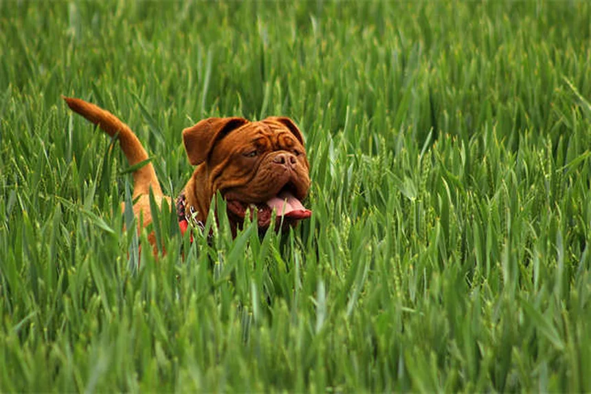 How to Stop Puppy Biting: 7 Proven Training Tips