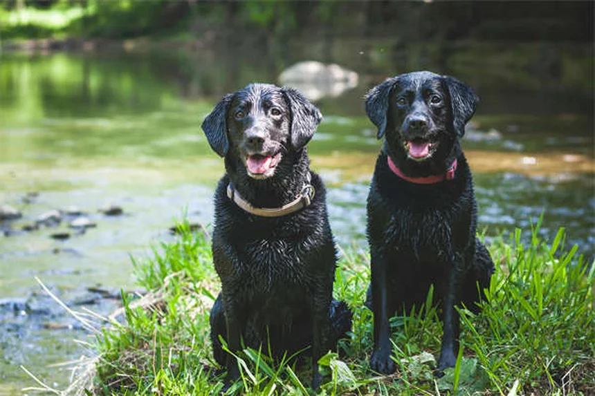 10 Best Senior Dog Toys for Happy & Healthy Playtime
