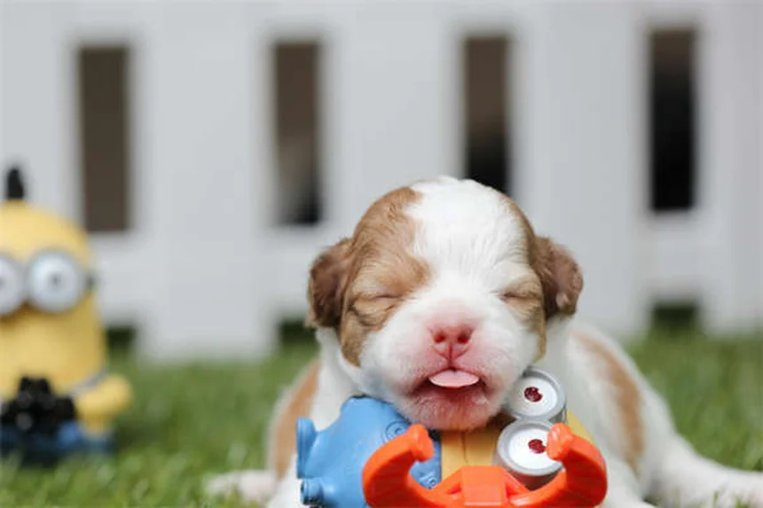 Metronidazole for Dogs and Cats: Uses, Dosage & Side Effects