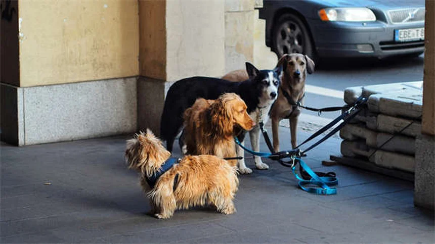 Metronidazole for Dogs and Cats: Uses, Dosage & Side Effects