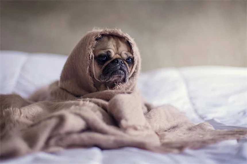 Best Puppy Feeding Schedule: How Often & How Much to Feed
