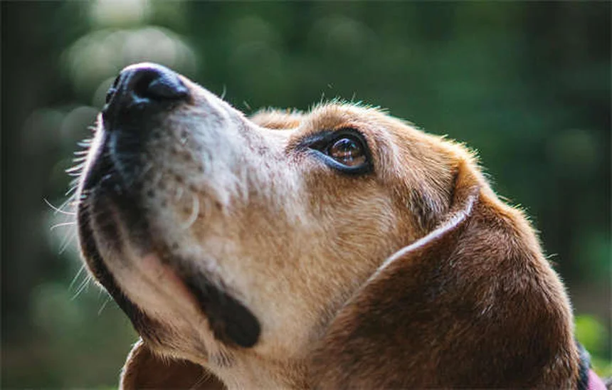 Best Puppy Feeding Schedule: How Often & How Much to Feed