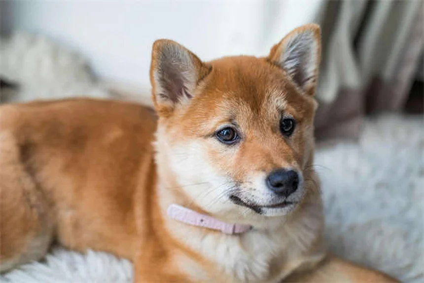 Terramycin for Pets: What It Is & How to Use It Safely