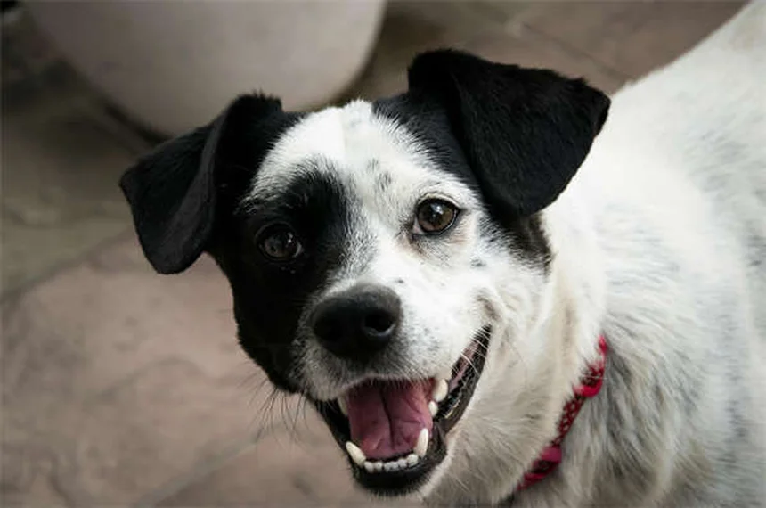 Terramycin for Pets: What It Is & How to Use It Safely