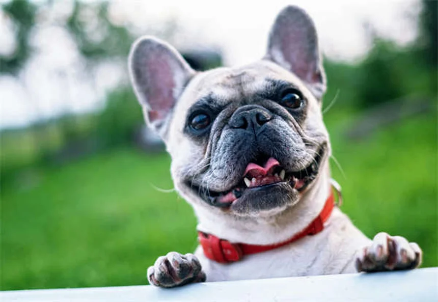 Can You Give Benadryl to Cats? Vet-Approved Safety Guide
