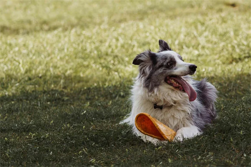 5 Dog-Safe Cleaning Products That Actually Work (Protect Your Pup!)