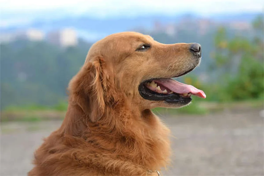 5 Dog-Safe Cleaning Products That Actually Work (Protect Your Pup!)