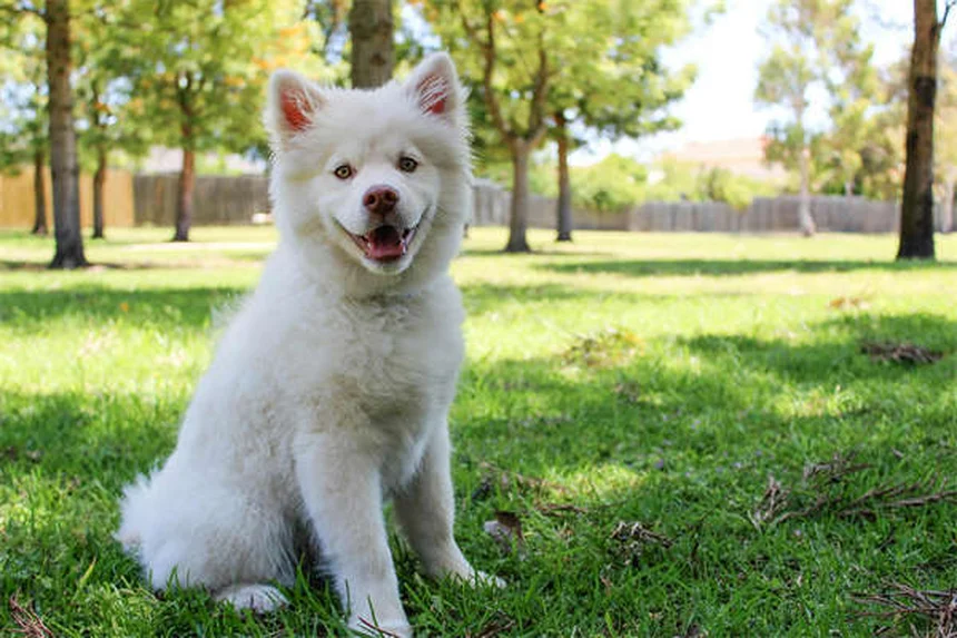 Ammonium Chloride for Pets: Vet-Approved Guide to Urinary Health