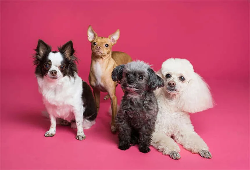 Dog Cataracts: Signs, Treatment & Prevention (Vet-Approved Guide)