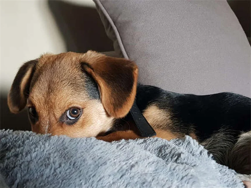 Dog Cataracts: Signs, Treatment & Prevention (Vet-Approved Guide)