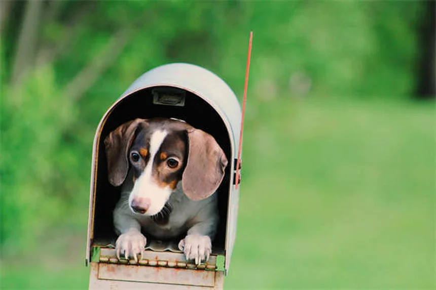 Dog Cataracts: Signs, Treatment & Prevention (Vet-Approved Guide)