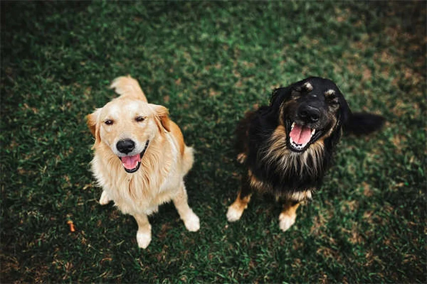 Dog Cataracts: Signs, Treatment & Prevention (Vet-Approved Guide)