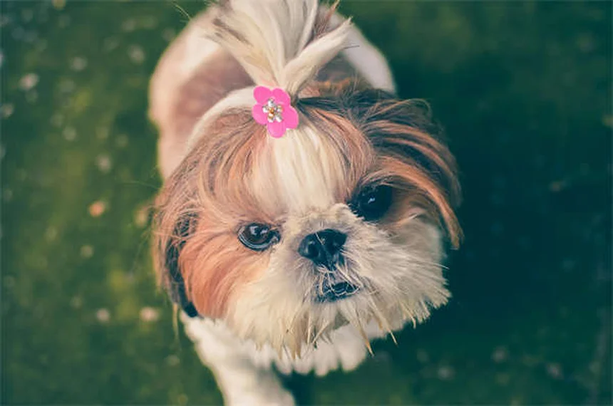 Pepcid for Pets: Safe Dosage & Side Effects Guide