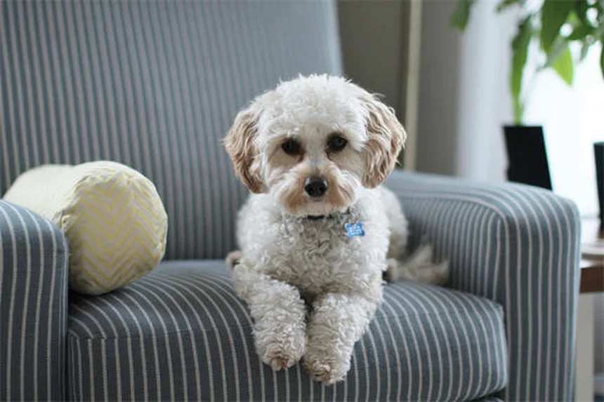 How to Potty Train an Older Dog: 7 Proven Crate Training Tips