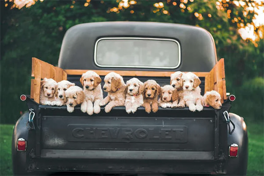 How to Potty Train an Older Dog: 7 Proven Crate Training Tips