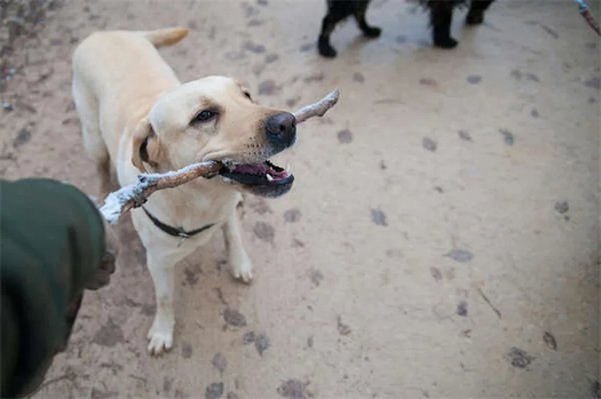Why Is My Dog Coughing and Gagging? 5 Common Causes Explained