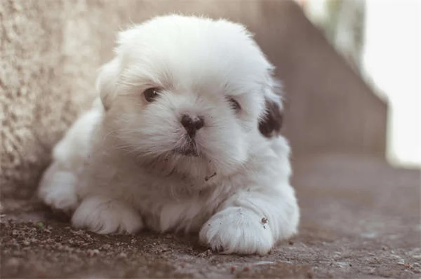 Mitral Valve Disease in Dogs: Symptoms, Treatment & Prevention