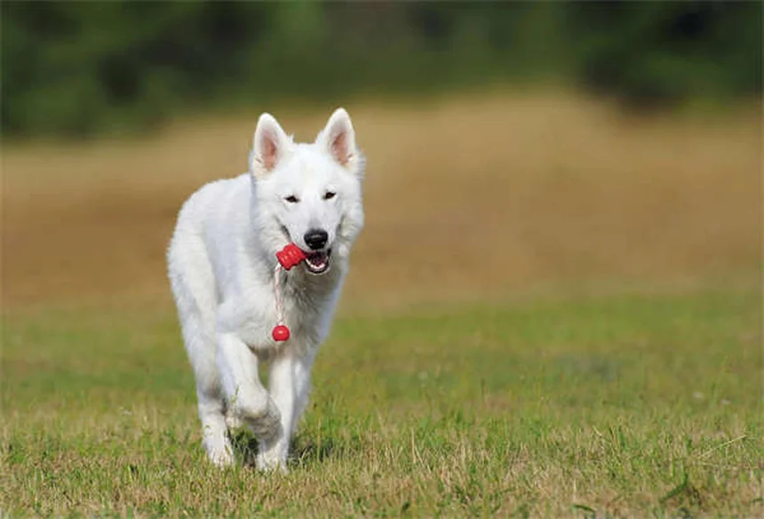 Mitral Valve Disease in Dogs: Symptoms, Treatment & Prevention