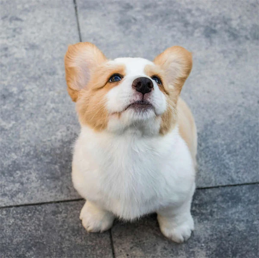 Mitral Valve Disease in Dogs: Symptoms, Treatment & Prevention