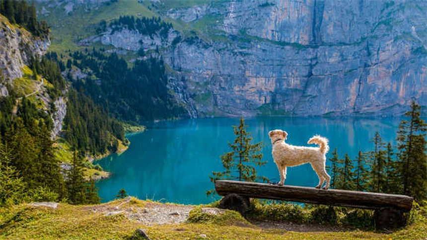 Senior Dog Nutrition: 5 Essential Tips for Your Aging Pup