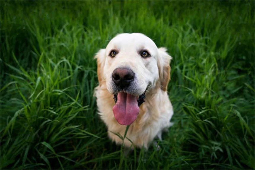 Senior Dog Nutrition: 5 Essential Tips for Your Aging Pup