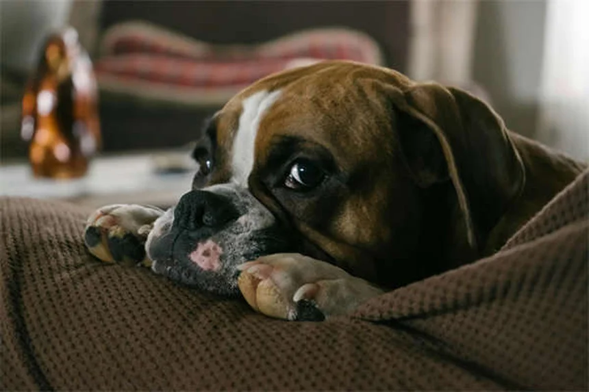 Senior Dog Nutrition: 5 Essential Tips for Your Aging Pup