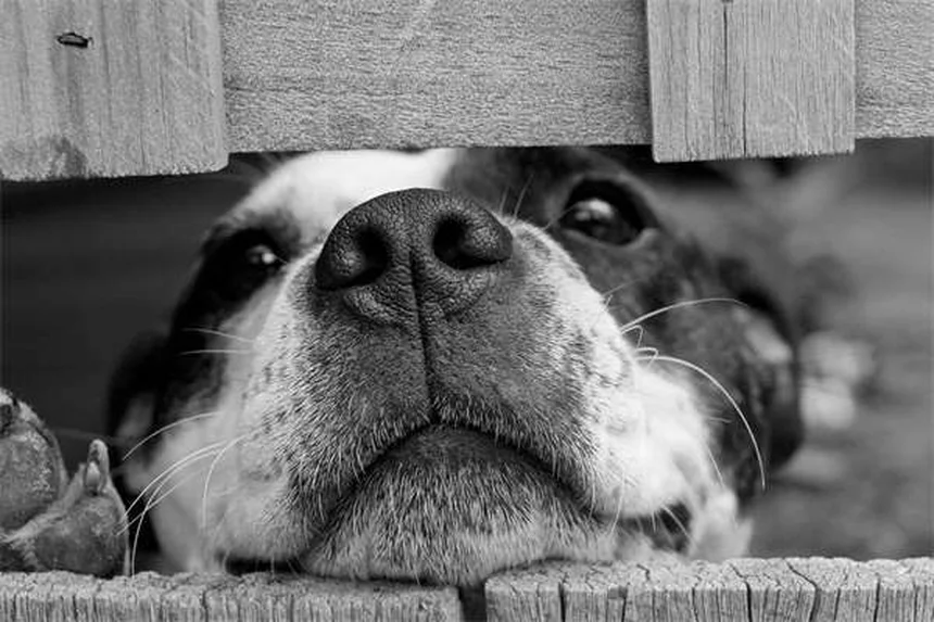 Senior Dog Nutrition: 5 Essential Tips for Your Aging Pup