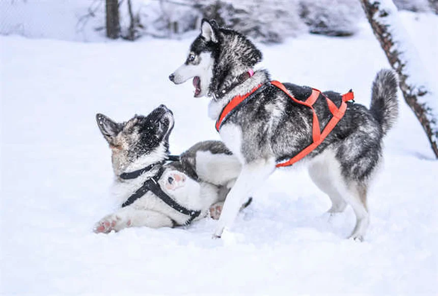 Why Dogs Developed Puppy Dog Eyes: The Science Behind Their Irresistible Look